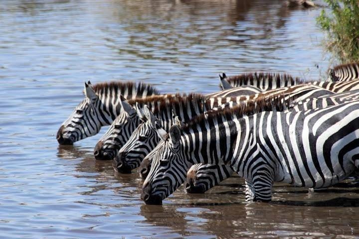 7 dage i Masai Mara - Lake Nakuru - Naivasha-søen - Amboseli