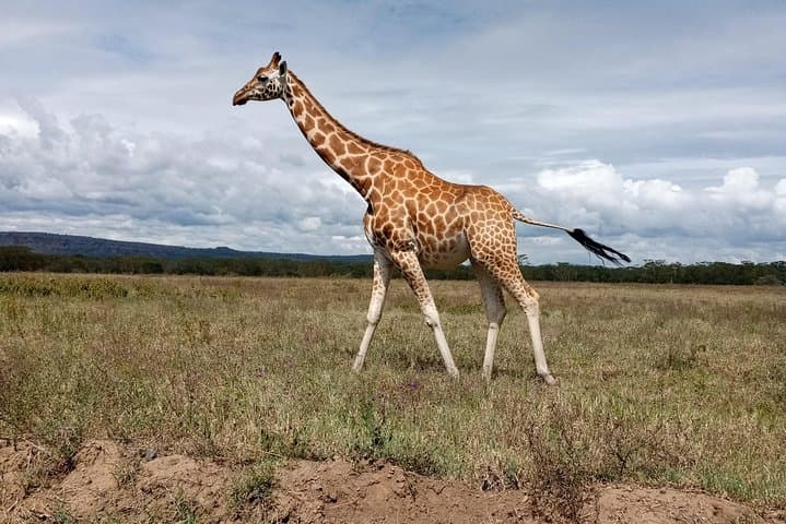 Day Safari; Amboseli National Park from Nairobi.