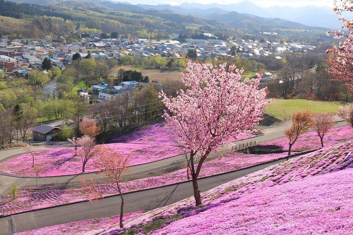 【芝桜・チューリップ】プライベートカーで行く、芝桜滝上公園とかみゆうべつチューリップ公園(札幌発)