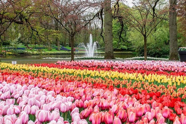 Private Skip-The-Line Keukenhof & Tulip Field Tour from Amsterdam