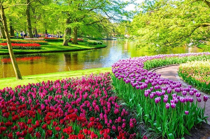 Private Skip-The-Line Keukenhof & Tulip Field Tour from Amsterdam