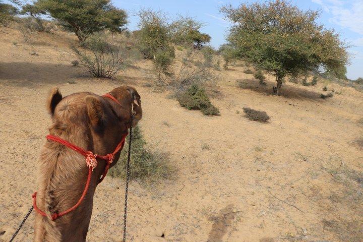 ジョードプル遺産を巡る終日デザートサファリ