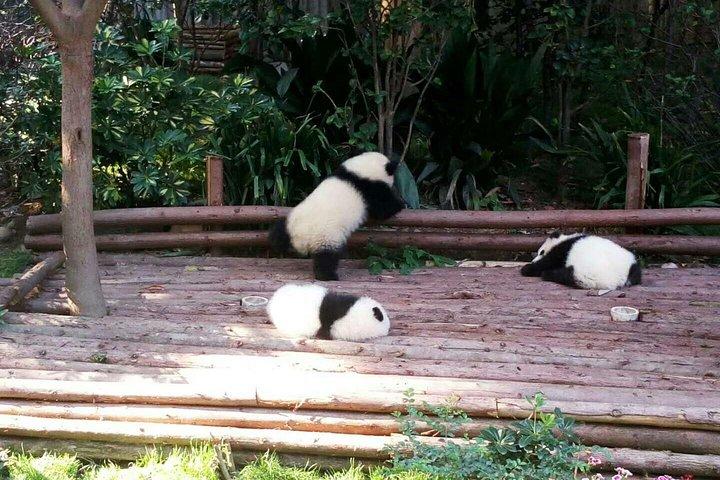 Private Half Day Panda Breeding Center Trip with Optional Hotpot Lunch