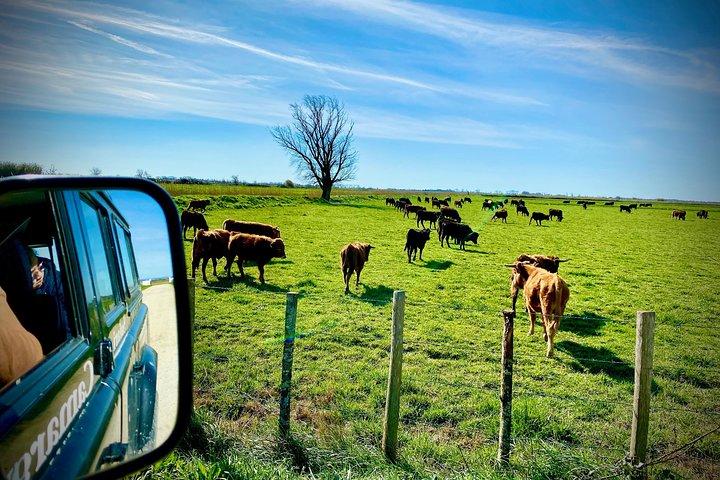 4x4 Camargue Safari 4 timer - Afgang fra Arles
