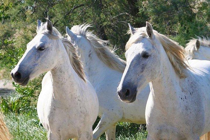 4x4 Camargue Safari 4 timer - Afgang fra Arles