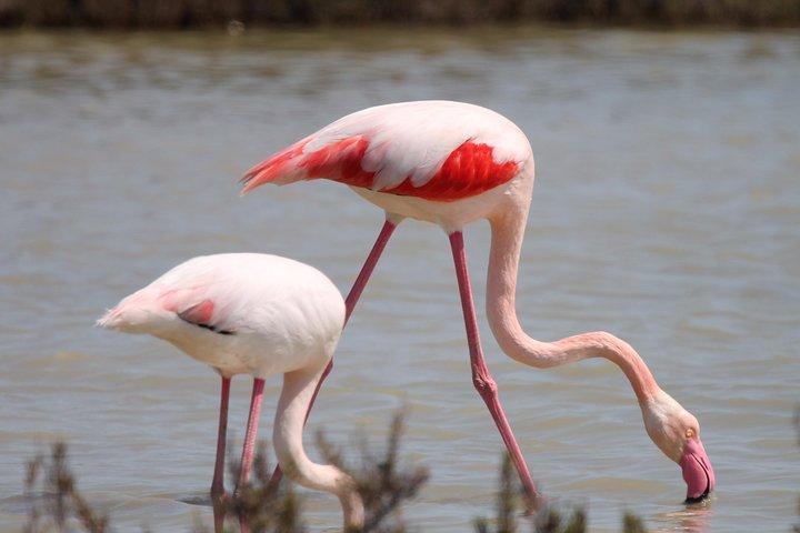 4x4 Camargue Safari 4 timer - Afgang fra Arles