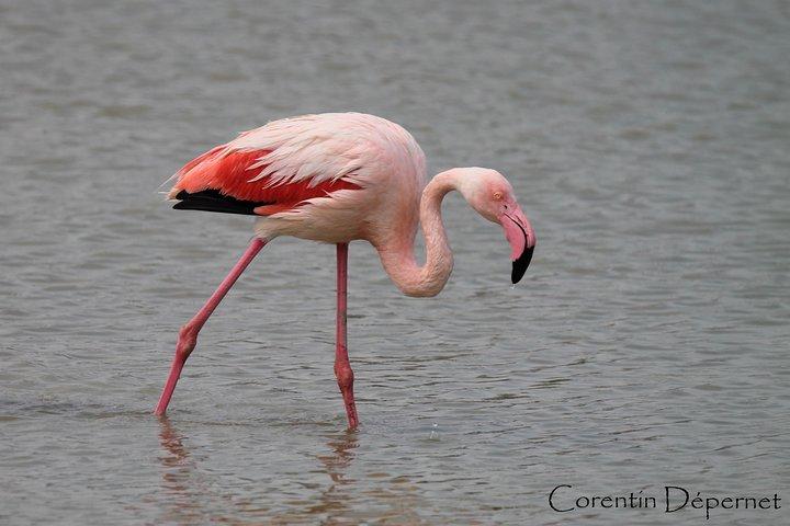 4x4 Camargue Safari 4h - Private Tour - Abfahrt von Arles
