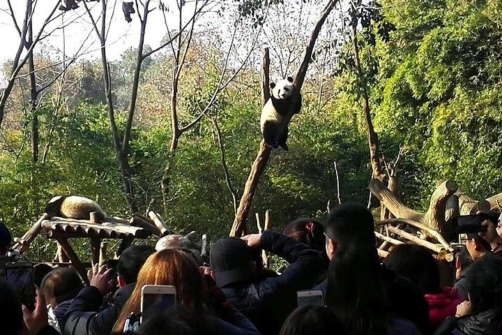 上海からの往復フライトによる成都パンダのプライベートベースデイツアー