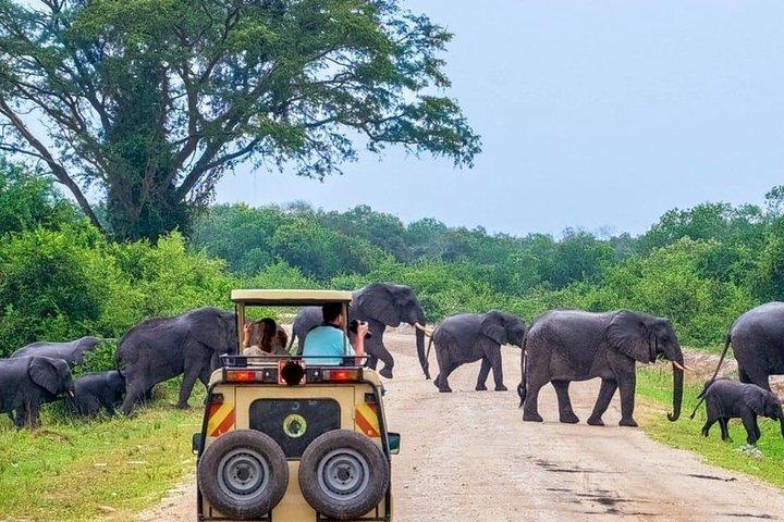 Jeep Safari til Yala National Park med en ekspert i vilde liv