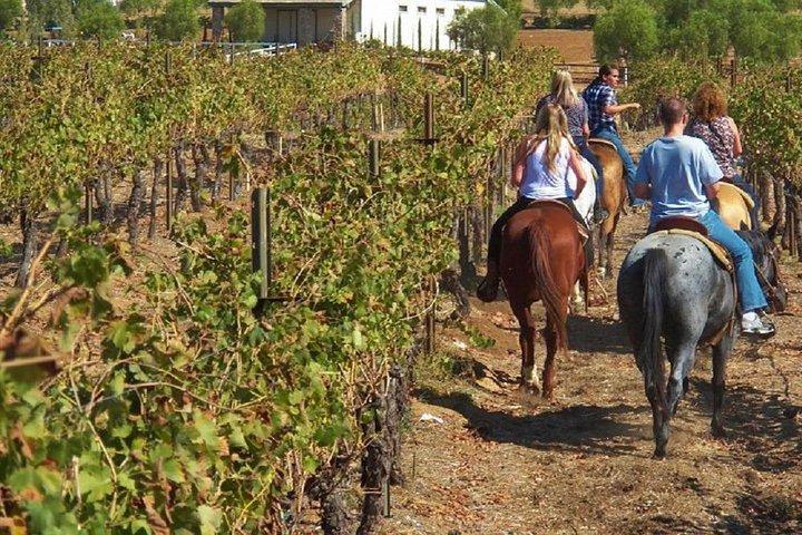 Paardrijden en wijnproeverijen in een wijnmakerij van San Gimignano