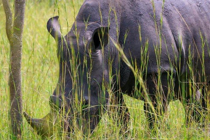 1 dages næsehorn i Uganda (Ziwa Rhino Sanctuary