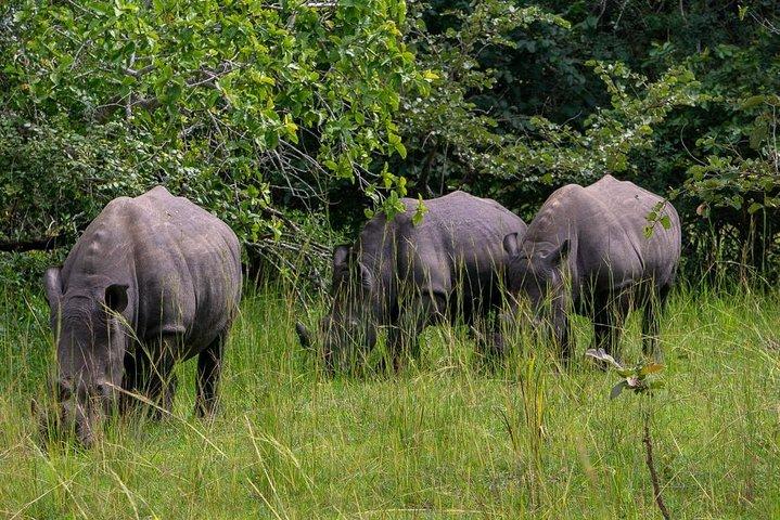1 dages næsehorn i Uganda (Ziwa Rhino Sanctuary
