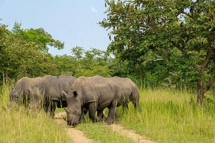 1 dages næsehorn i Uganda (Ziwa Rhino Sanctuary