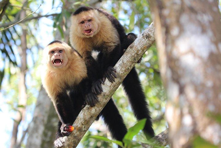 Damas Island Kayaking Mangrove Tour from Manuel Antonio