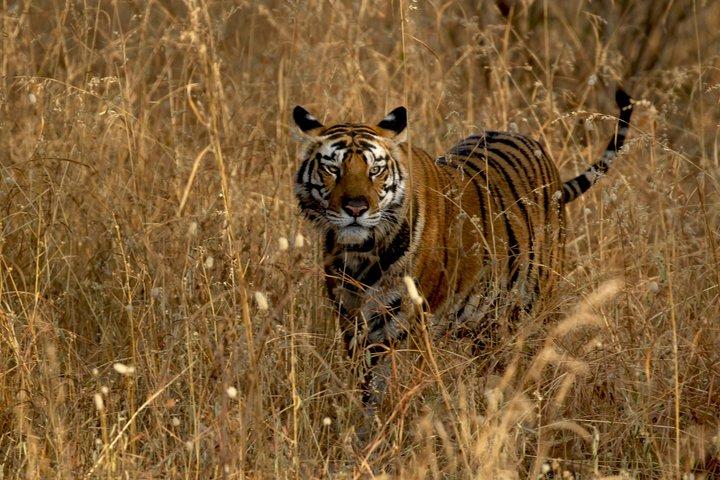 Safari im Tadoba-Nationalpark: Wildnisgebrüll aus Nagpur