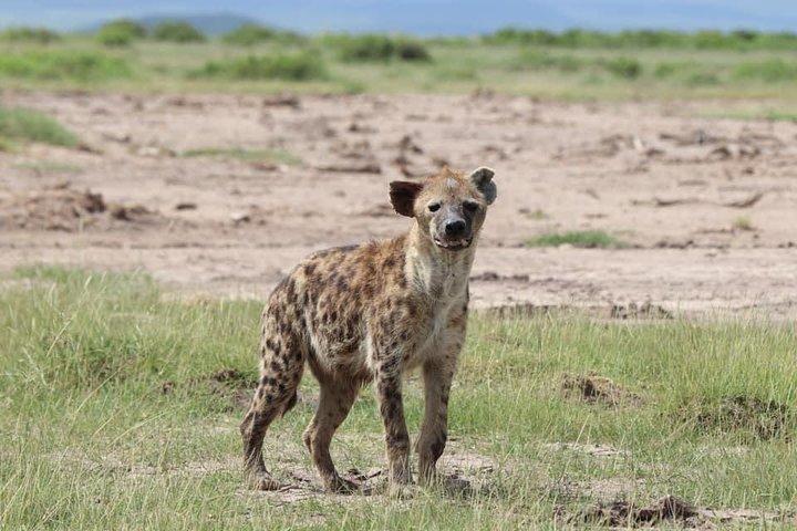 Big Cat Exclusive Safari