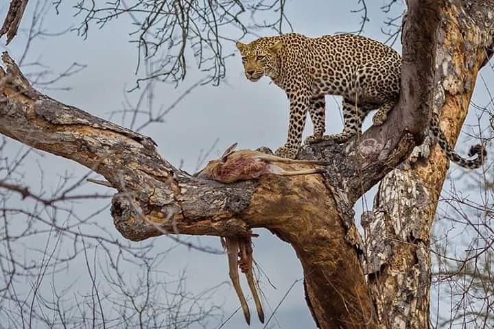 Big Cat Exclusive Safari
