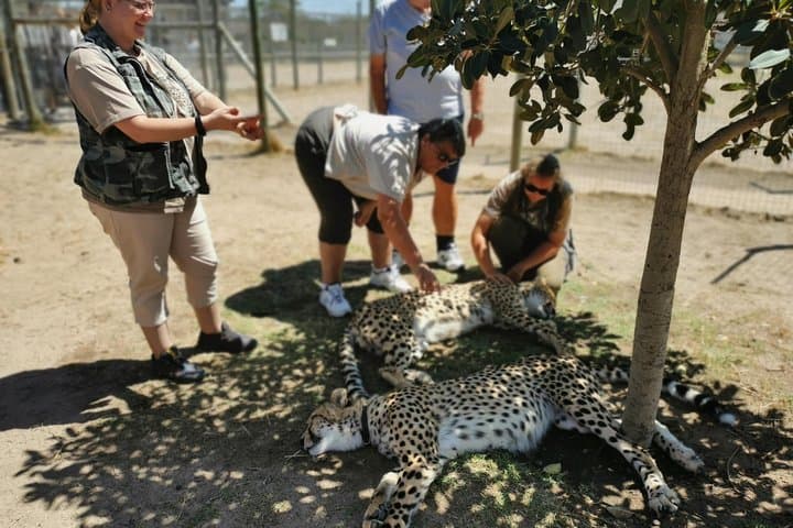 Cheetah Outreach Tour Somerset West, Gordon's Bay and Strand Beaches