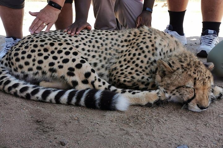 Cheetah Outreach Tour Somerset West, Gordon's Bay and Strand Beaches