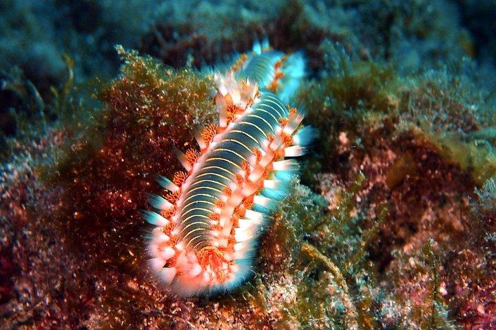 Scopri le immersioni subacquee - Provalo per la prima volta!