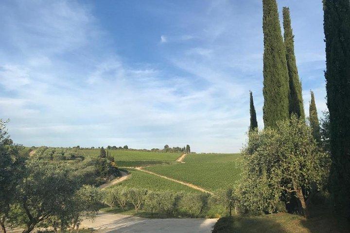 ツアーprivato di Pisa e wine tasting dal Porto di Livorno