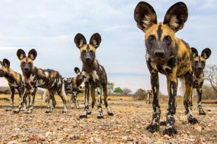 ザンジバルまたはダルエスサラーム発2日間のセルース動物保護区サファリ