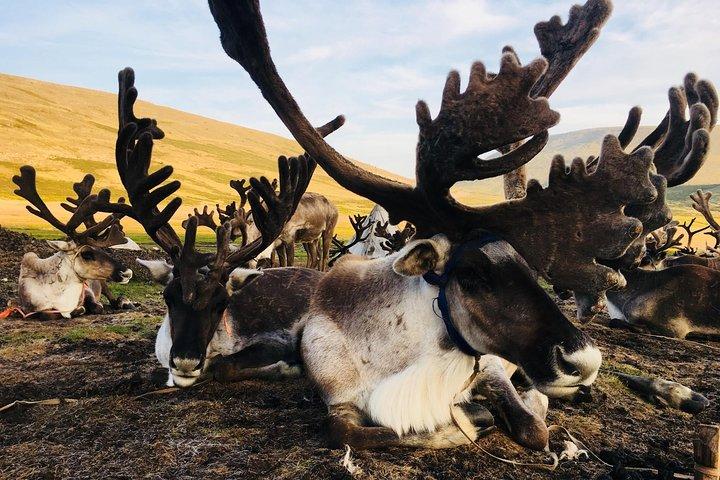Maravillas del norte de Mongolia 15 días