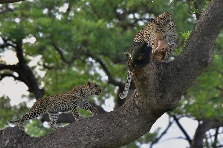 Kruger National Park l Private Afternoon Safari from Hazyview