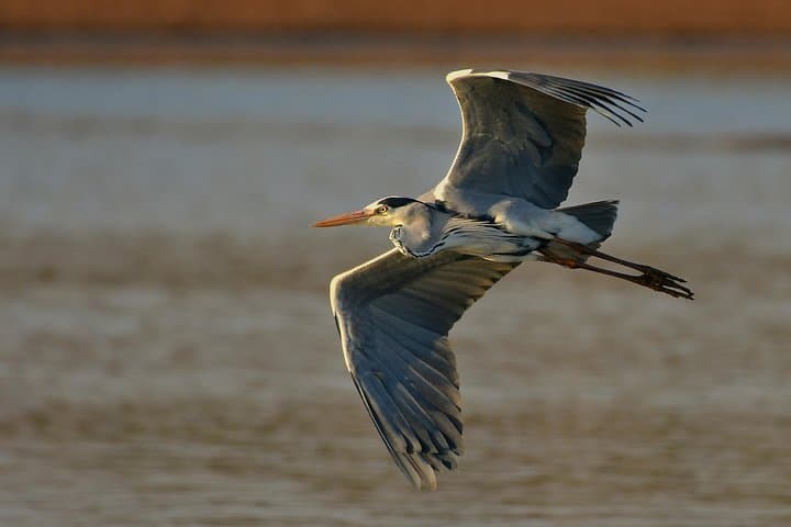 Kruger National Park l Private Afternoon Safari from Hazyview