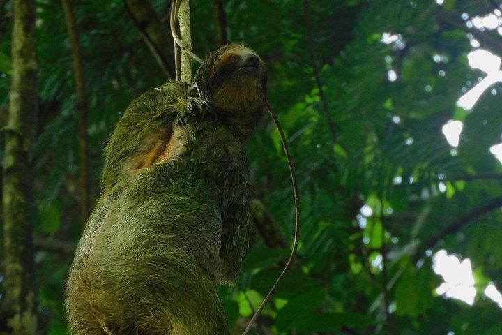 Ecogarden Arenal Faultier Tour