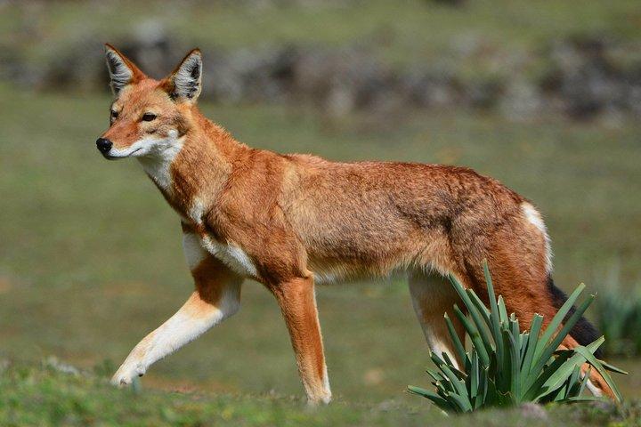 Trekking a Bale Mountains 3 giorni