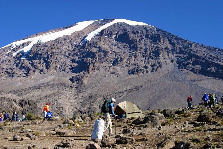 Mt. Kilimanjaro Trekking; Northern Circuit Route - 9 dage