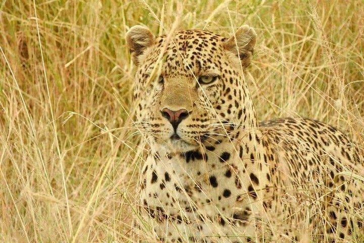 Reserva Maasai Mara de 6 dias, Lago Naivasha, Parque Nacional Amboseli