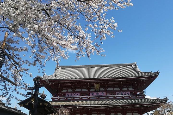Cherry Blossom Highlights, Asakusa, Ueno & Meiji Shrine