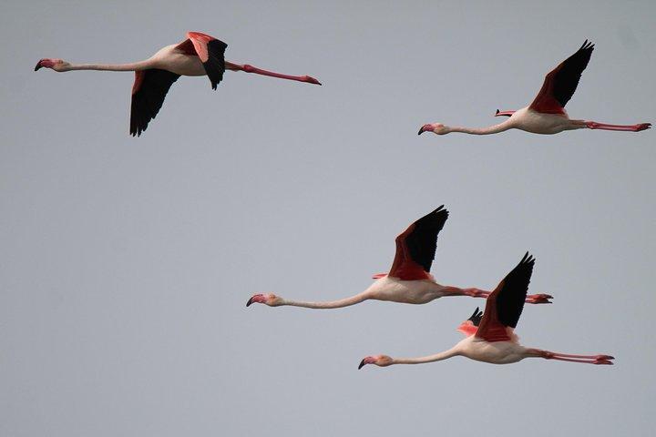 Camargue 4x4 Safari Day