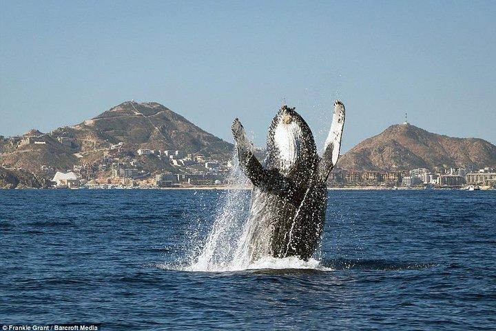Cabo San Lucas Small-Group Whale Watching Tour: Ouça as baleias