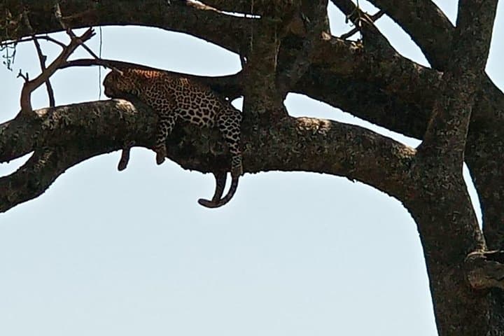 8 Days Maasai mara - Ngorongoro - Serengeti - Lake Manyara safari