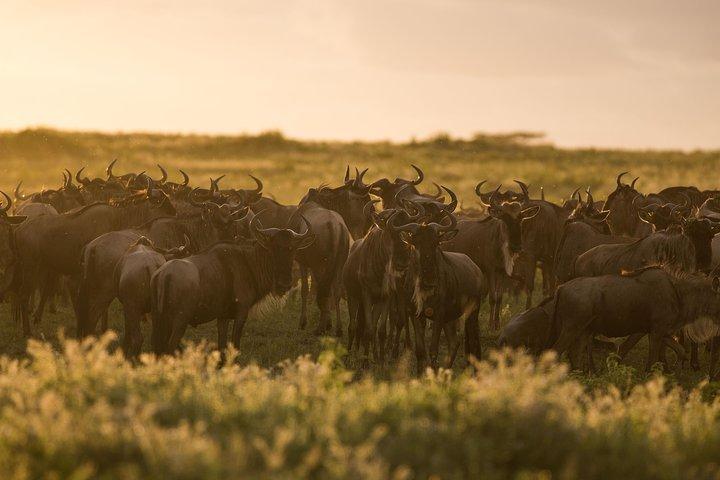 Kenya Tanzanie Herdtracker Migration Safari - 08 jours