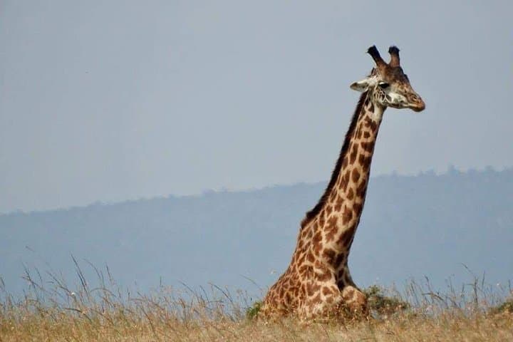 14-Day Serengeti Maasai Mara Amboseli Tarangire Zanzibar