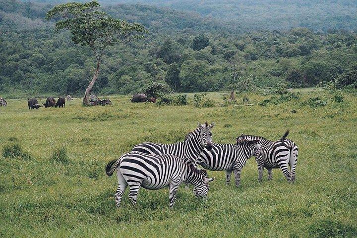 Safari privé d'une journée - Parc national d'Arusha