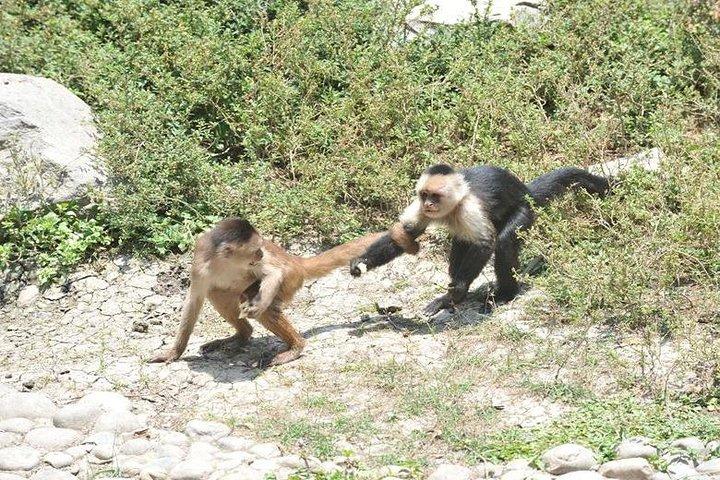 グアヤキル歴史公園:文化、自然、建築