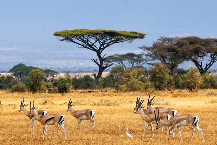 1 Day Classic Amboseli Safari