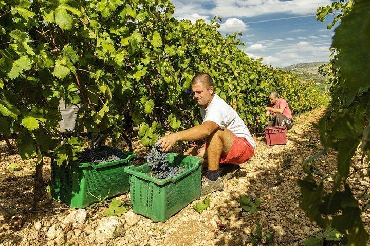 Private Tour: Exklusive Weinprobe & Krka Wasserfälle von Split und Trogir