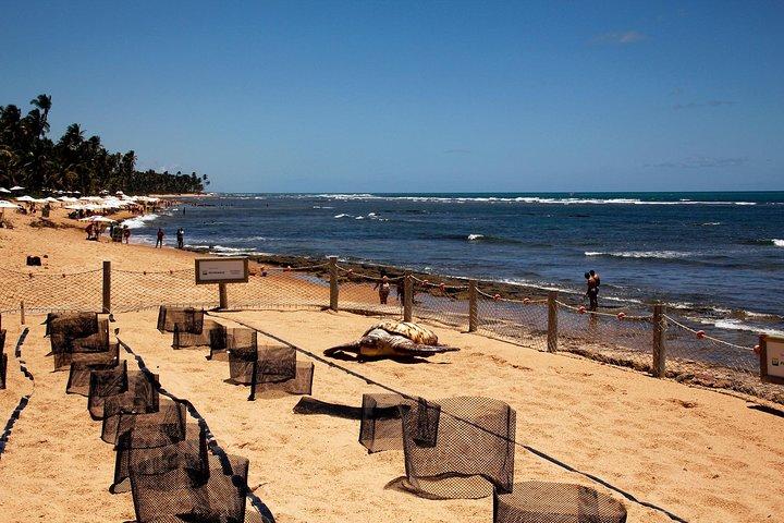 Praia do Forte with Guarajuba Beach - Day Trip from Salvador