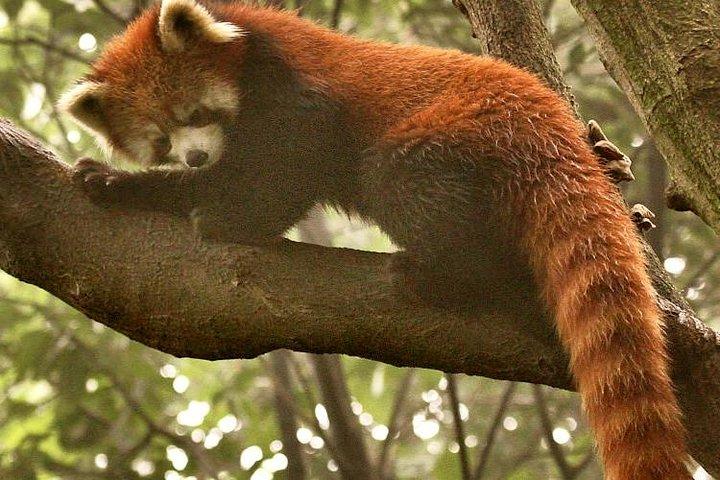 パンダ基地とDujiangyan灌漑プロジェクトへの1日旅行