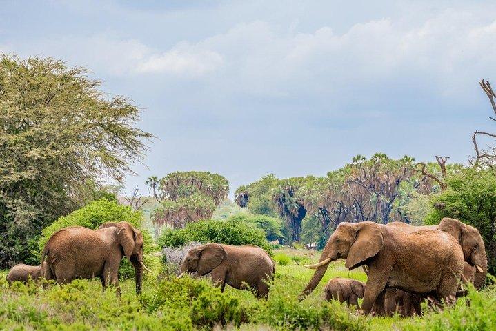 Safari de 3 jours à Samburu