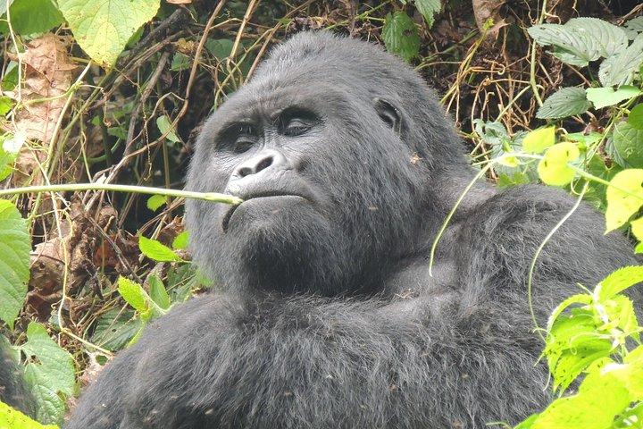 4 dias Bwindi Gorilla Trekking e Safari a pé via Kigali