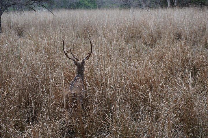 Heldagstur i Ranthambore från Jaipur