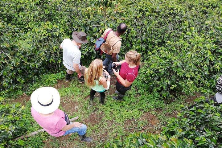 Tour del caffè (Fattoria Las Acacias)