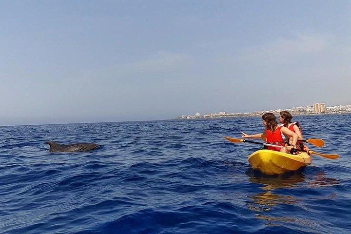 Safari de caiaque com golfinhos e tartarugas observando de Los Cristianos
